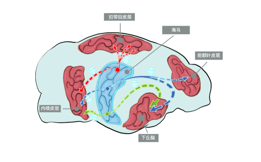 华信官网：我国科学家成功解析小鼠海马单神经元全脑投射规律